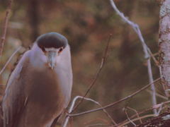 Nycticorax nycticorax image