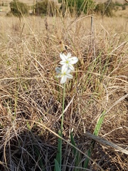 Chlorophytum trichophlebium