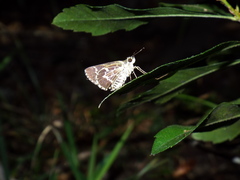 Amblyscirtes aesculapius