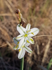 Chlorophytum trichophlebium