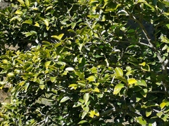 Securinega durissima