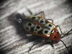 Isotes multipunctata