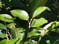 Securinega durissima