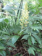 Calanthe