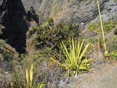 Securinega durissima