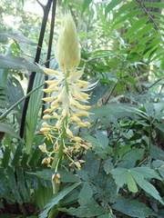 Calanthe
