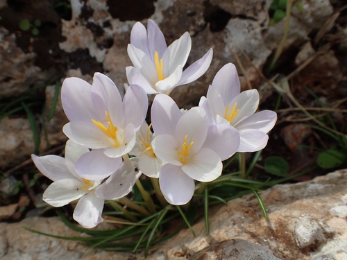 Crocus goulimyi, photograph 4