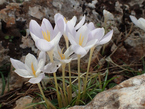 Crocus goulimyi, photograph 5