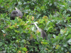 Cercopithecus mitis labiatus