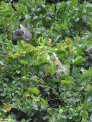 Cercopithecus mitis labiatus