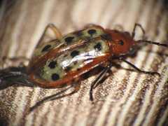 Isotes multipunctata