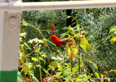Carpodacus sipahi