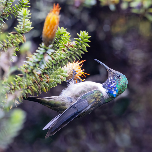Blue-throated Hillstar (Oreotrochilus cyanolaemus), photo 8