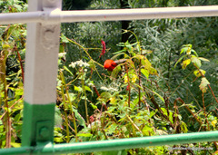 Carpodacus sipahi