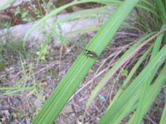 Hemithyrsocera vittata