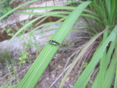 Hemithyrsocera vittata