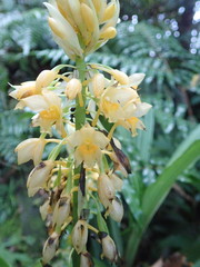 Calanthe