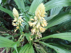 Calanthe