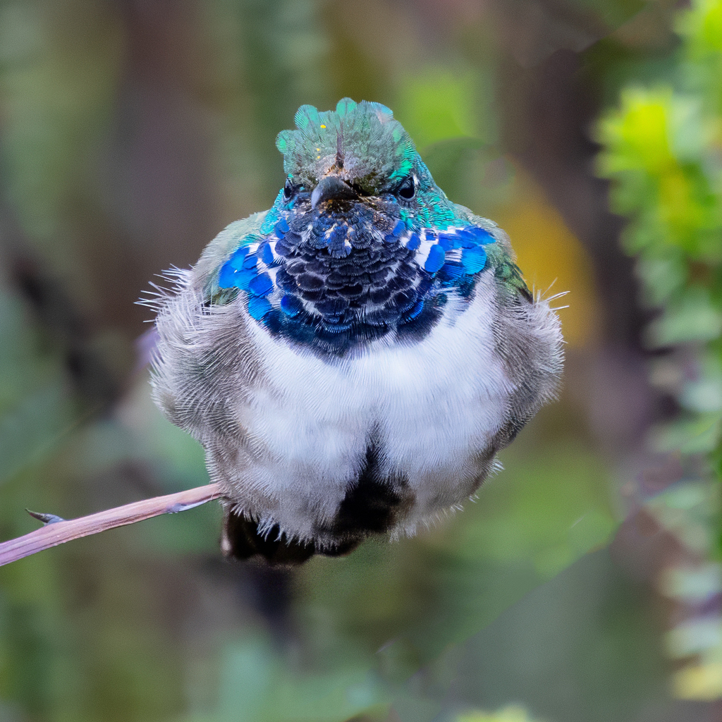 Blue-Throated Hillstar