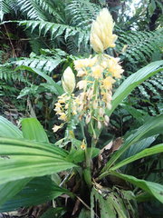 Calanthe