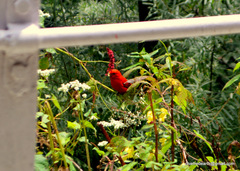Carpodacus sipahi