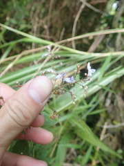 Isodon amethystoides