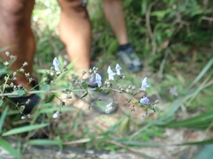 Isodon amethystoides