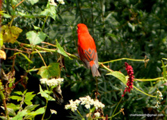 Carpodacus sipahi