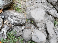 Securinega durissima