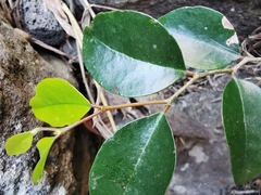 Securinega durissima