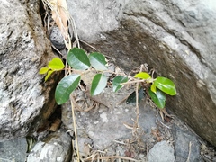 Securinega durissima