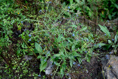 Cynoglossum wallichii