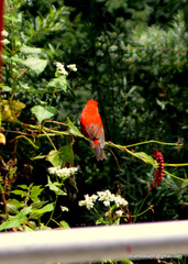 Carpodacus sipahi