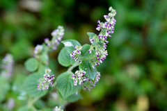 Craniotome furcata