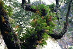 Drynarioideae