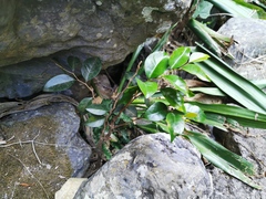 Securinega durissima