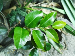 Securinega durissima