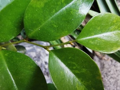 Securinega durissima