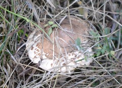 Macrolepiota konradii