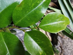 Securinega durissima