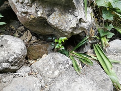 Securinega durissima