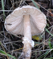 Macrolepiota konradii