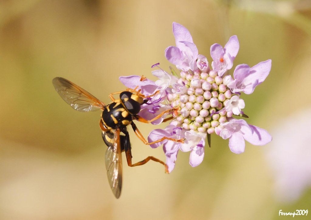 Milesia semiluctifera