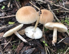 Leucoinocybe lenta