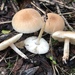 Leucoinocybe - Photo (c) salvatore_bacciu_paola_mereu, some rights reserved (CC BY-NC), uploaded by salvatore_bacciu_paola_mereu