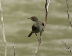 Turdus ignobilis debilis