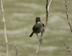 Turdus ignobilis debilis