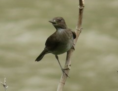 Turdus ignobilis debilis