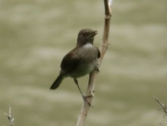 Turdus ignobilis debilis