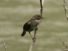 Turdus ignobilis debilis